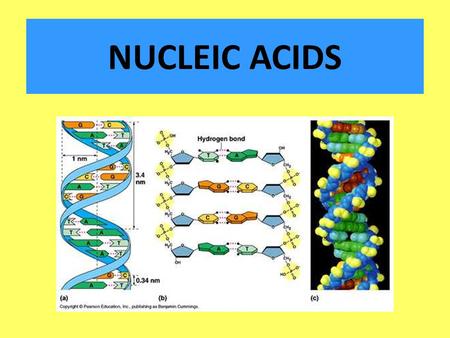 NUCLEIC ACIDS. The four major classes of macromolecules are: Carbohydrates Proteins Lipids Nucleic acids.