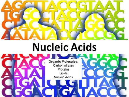 Nucleic Acids Organic Molecules: Carbohydrates Proteins Lipids Nucleic Acids.