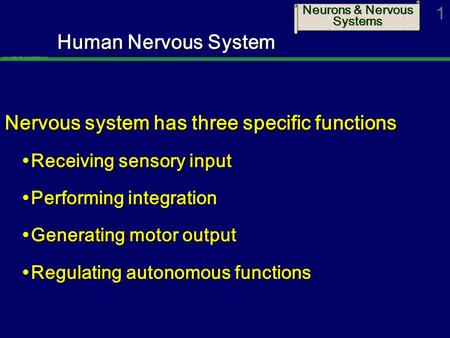 Neurons & Nervous Systems 1 Human Nervous System Nervous system has three specific functions  Receiving sensory input  Performing integration  Generating.