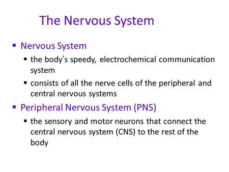 The Nervous System  Nervous System  the body ’ s speedy, electrochemical communication system  consists of all the nerve cells of the peripheral and.