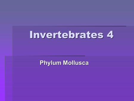 Invertebrates 4 Phylum Mollusca.