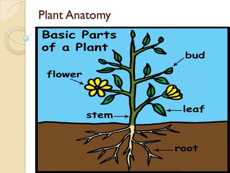 Plant Anatomy. Flower: Is for reproduction. - It has the plant’s sexual organs Stem: Supports the plant and carries water and nutrients Leaves: Receive.
