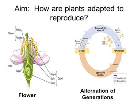 Aim: How are plants adapted to reproduce? Flower Alternation of Generations.