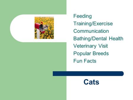 Cats Feeding Training/Exercise Communication Bathing/Dental Health Veterinary Visit Popular Breeds Fun Facts.