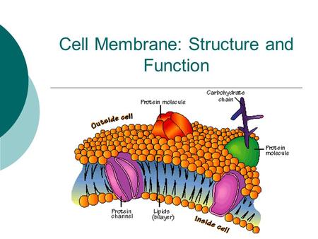Cell Membrane: Structure and Function. In or Out?  1. What are some things that can pass through a window screen?  2. What are some things that cannot.