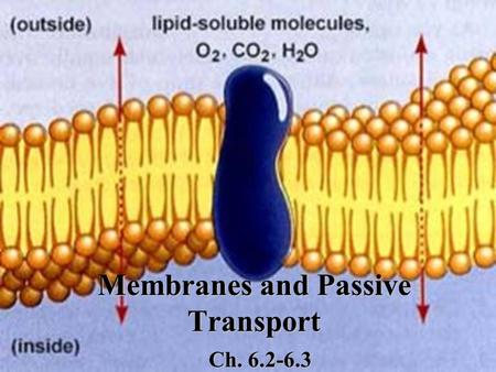Membranes and Passive Transport