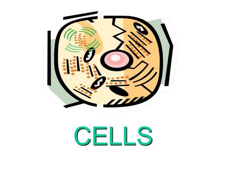 CELLS. - Looking Inside Cells  Cell Wall: “Protect and Support” - Made mainly of cellulose (strong material) - Found only in plant cells.