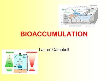 BIOACCUMULATION Lauren Campbell. What Is Bioaccumulation? Bioaccumulation is the build up of a biological substance in organisms. This can happen at any.