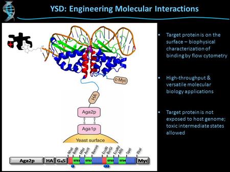 YSD: Engineering Molecular Interactions Target protein is on the surface – biophysical characterization of binding by flow cytometry High-throughput &