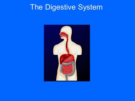 The Digestive System. Function: Breaks down foods into simpler molecules that can be absorbed and used by the cells of the body.