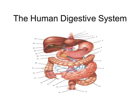 The Human Digestive System. The Mouth Structure: see diagram Function: Ingest and Digest Ingestion - the teeth and tongue (taste buds) take in the appropriate.