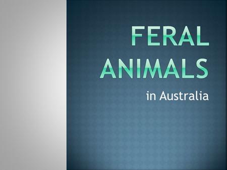 In Australia. Feral animals are animals which have been introduced to an area where they do not occur naturally and which have become wild.