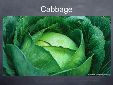 Cabbage Photograph: Getty Images/PhotoAlto. Cabbage seeds are TINY! But a head of cabbage can grow to be HUGE. Big or small, cabbage packs a nutritional.