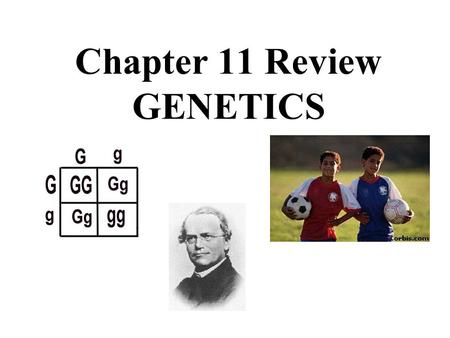 Chapter 11 Review GENETICS. Who is the “Father of Genetics”? Gregor Mendel When 2 alleles DON’T BLEND but BOTH SHOW TOGETHER like in A B blood type, it.