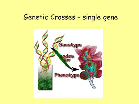 Genetic Crosses – single gene. Genotype and PhenotypeGenotype and Phenotype –Genotype is the genetic makeup of the organism. –Phenotype is the physical.