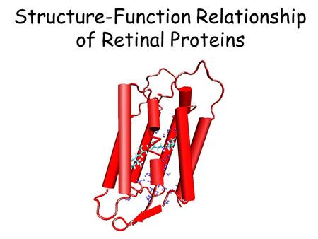 Structure-Function Relationship of Retinal Proteins.