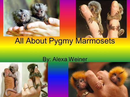 All About Pygmy Marmosets By: Alexa Weiner DANGER Eagles, snakes and wild cats eat Marmosets. Marmosets will make a chorus of chirps as a warning sign.