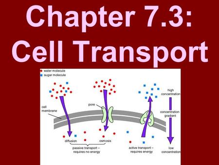 Chapter 7.3: Cell Transport