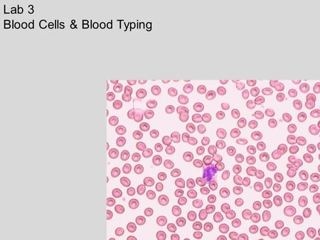 Lab 3 Blood Cells & Blood Typing.
