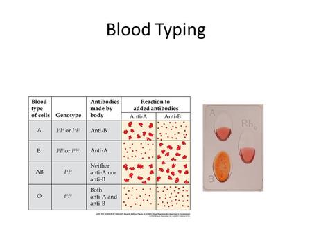 Blood Typing. 11.5 Linkage Groups The farther apart two genes are on a chromosome, the more often crossing over occurs between them Linkage group –