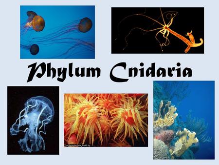Phylum Cnidaria. General Characteristics They are radially symmetrical They have 2 tissue layers: Epidermis - Outer layer of cells Gastrodermis Inner.