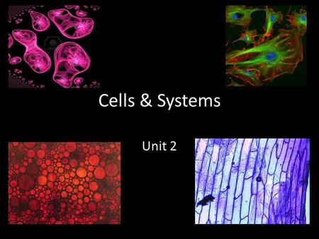 Cells & Systems Unit 2. What Does it Mean to be Living? What do all of these things have in common?