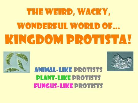 The weird, Wacky, wonderful world of… Kingdom Protista! Animal-like Animal-like Protists Plant-like Plant-like Protists Fungus-like Fungus-like Protists.
