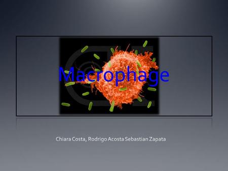 Macrophage. What are Macrophages? A type of white blood that ingests (takes in) foreign material. Macrophages are key players in the immune response to.