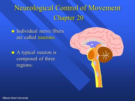 Illinois State University Neurological Control of Movement Chapter 20 n Individual nerve fibers are called neurons. n A typical neuron is composed of three.