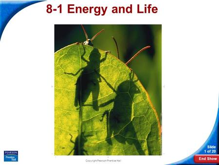 End Show Slide 1 of 20 Copyright Pearson Prentice Hall 8-1 Energy and Life.