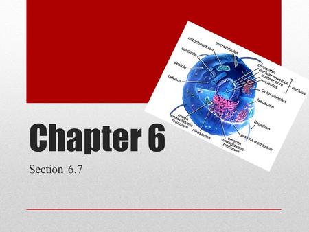 Chapter 6 Section 6.7. Vocabulary You Need To Know Cell wall Primary Cell Wall Middle Lamella Secondary Cell Wall ECM(Extracellular matrix) Collagen Proteoglycans.