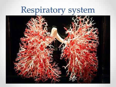 Respiratory system. Respiratory System Function: Bringing Oxygen into the body, and removing carbon dioxide and water vapor.