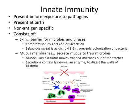 Innate Immunity Present before exposure to pathogens Present at birth Non-antigen specific Consists of: – Skin… barrier for microbes and viruses Compromised.