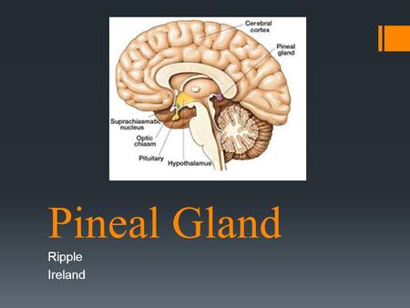 Pineal Gland Ripple Ireland. Where is it located?  Between two hemispheres of brain  Tucked into groove where two rounded thalamic bodies join  Dorsal.