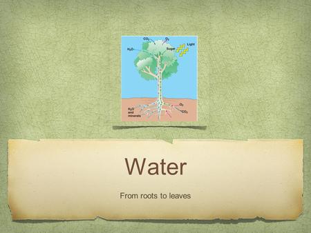 Water From roots to leaves. Transpiration Transpiration is the process of water movement through a plant and its evaporation as water vapor from aerial.