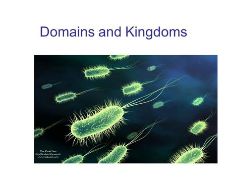 Domains and Kingdoms. Domain Bacteria Eubacteria – prokaryotic and cell walls contain peptidoglycan. Some are aerobic and some are anaerobic. Most are.