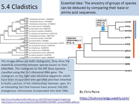 5.4 Cladistics Essential idea: The ancestry of groups of species can be deduced by comparing their base or amino acid sequences. The images above are both.