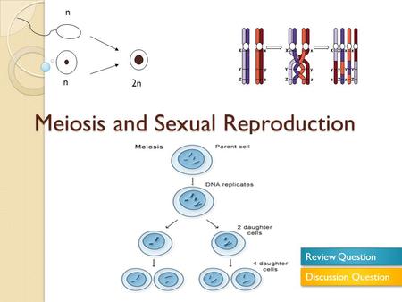 Meiosis and Sexual Reproduction n n 2n Review Question Discussion Question.