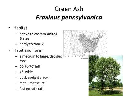 Green Ash Fraxinus pennsylvanica Habitat – native to eastern United States – hardy to zone 2 Habit and Form – a medium to large, deciduous tree – 60' to.