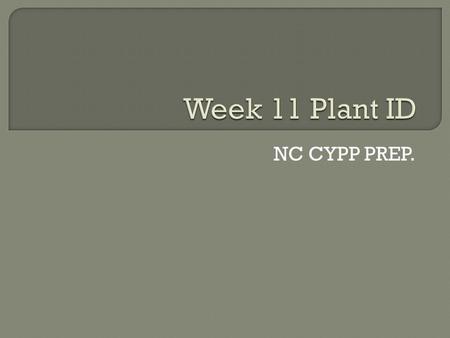 NC CYPP PREP..  Common name: Hinoki falsecypress  Description: 1. Height: 50-75 ft. 2. Spacing: 5-20 ft. 3. Exposure: Sun to part shade 4. Foliage: