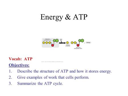 Energy & ATP Vocab: ATP Objectives: 1.Describe the structure of ATP and how it stores energy. 2.Give examples of work that cells perform. 3.Summarize the.