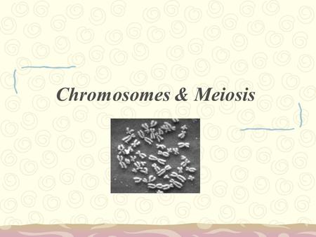 Chromosomes & Meiosis. Big Picture MEIOSIS Sperm = 23 chromosomes Egg = 23 chromosomes Zygote = 46 chromosomes Fertilization MITOSIS Meiosis Process of.