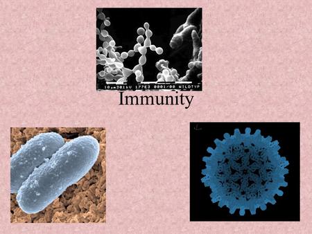 Immunity Immunity Objectives Explain how the immune system works. Explain the difference between passive and active immunity. Discuss the dangers of.