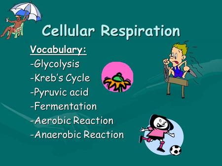 Cellular Respiration Vocabulary:-Glycolysis -Kreb’s Cycle -Pyruvic acid -Fermentation -Aerobic Reaction -Anaerobic Reaction.