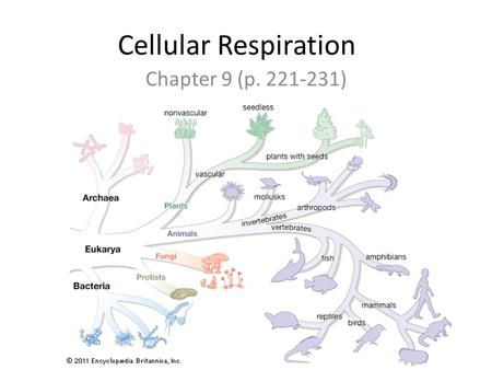 Cellular Respiration Chapter 9 (p. 221-231). Chemical Energy.