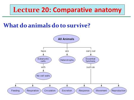 Lecture 20: Comparative anatomy What do animals do to survive? havearecarry out withsuch as All Animals FeedingRespirationCirculationExcretionResponseMovementReproduction.