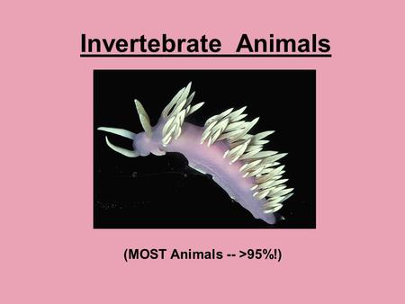 Invertebrate Animals (MOST Animals -- >95%!).