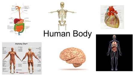 Human Body.