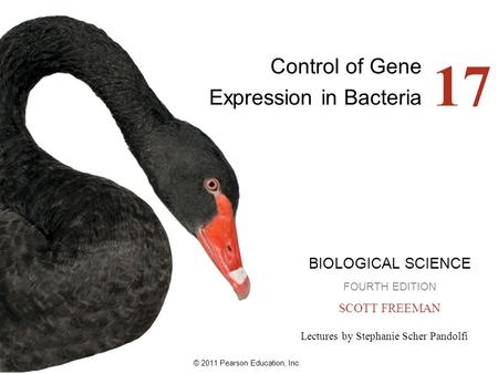 © 2011 Pearson Education, Inc. Lectures by Stephanie Scher Pandolfi BIOLOGICAL SCIENCE FOURTH EDITION SCOTT FREEMAN 17 Control of Gene Expression in Bacteria.