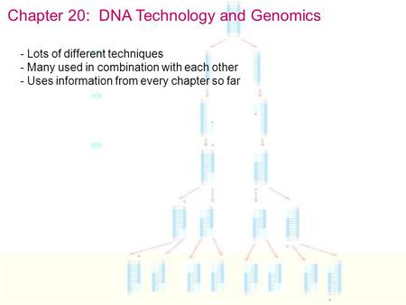 Chapter 20: DNA Technology and Genomics - Lots of different techniques - Many used in combination with each other - Uses information from every chapter.